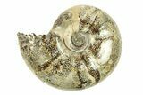 Polished, Sutured Ammonite (Argonauticeras) Fossil - Madagascar #287592-1